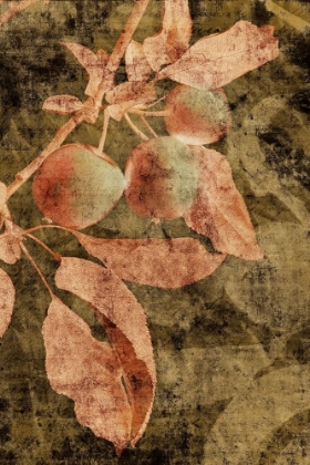Picture of VINTAGE APPLES I