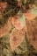 Picture of VINTAGE APPLES II