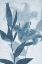 Picture of DAYLILY 3