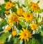 Picture of FIORI DEL SOLE