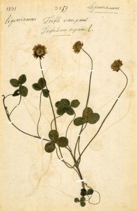 Picture of TRIFOLIUM