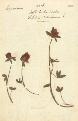 Picture of TRIFOLIUM 3876