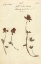 Picture of TRIFOLIUM 3876