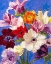Picture of PETIT FLEUR 5