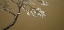 Picture of APPLE BLOSSOM