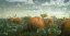 Picture of PUMPKIN PATCH