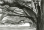 Picture of OAK ALLEY