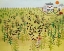 Picture of BIRD FIELD