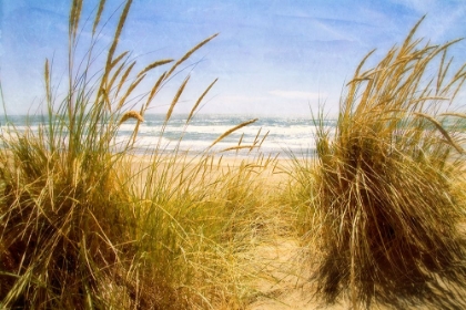 Picture of DUNE GRASS 3