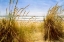 Picture of DUNE GRASS 3