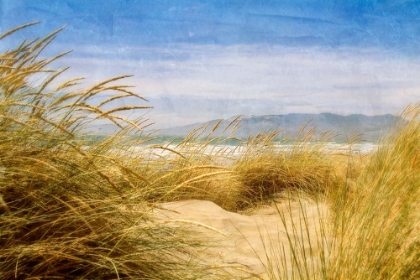 Picture of DUNE GRASS 4