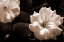Picture of GARDENIA II