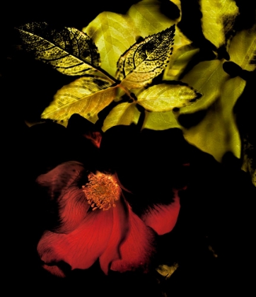 Picture of NIGHT BLOOM I