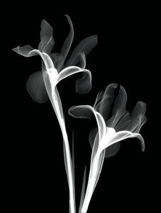 Picture of TWO IRISES INVERT