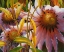 Picture of PRAIRIE POSIES