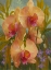 Picture of MOTH ORCHIDS