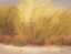 Picture of WINTER COTTONWOODS