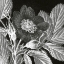 Picture of ROSA POMIFERA