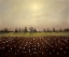 Picture of PARHELIA: COTTON FIELD