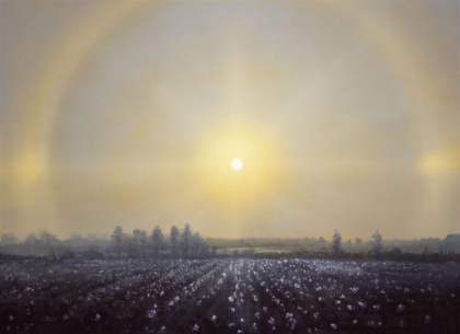 Picture of SUN DOGS: COTTON FIELD