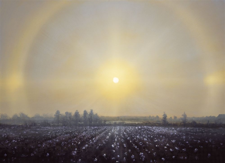Picture of SUN DOGS: COTTON FIELD