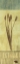 Picture of BLUE GRASS