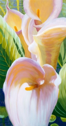 Picture of CALLA LILLIES