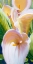 Picture of CALLA LILLIES