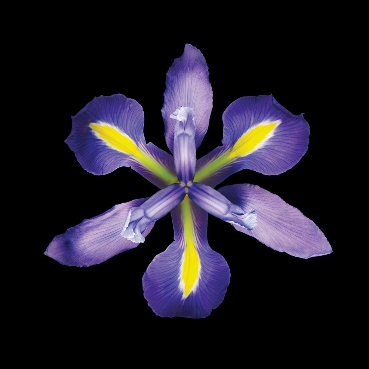 Picture of IRIS