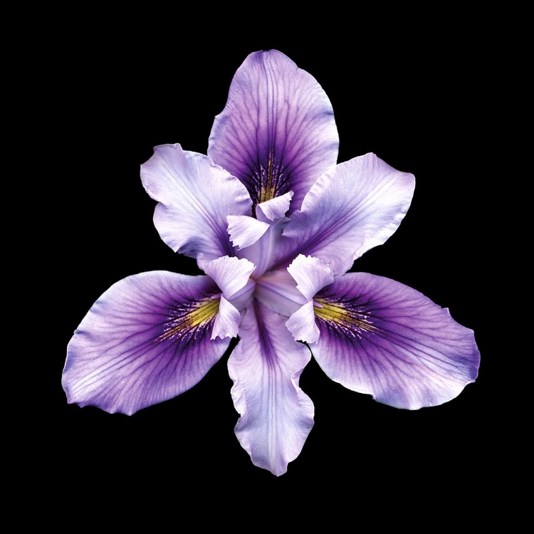 Picture of BEARDED IRIS