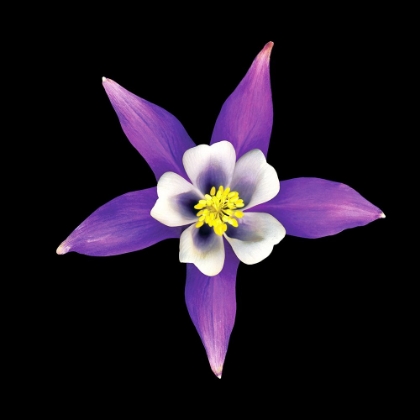 Picture of COLUMBINE