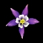 Picture of COLUMBINE