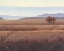 Picture of SEPTEMBER FIELDS