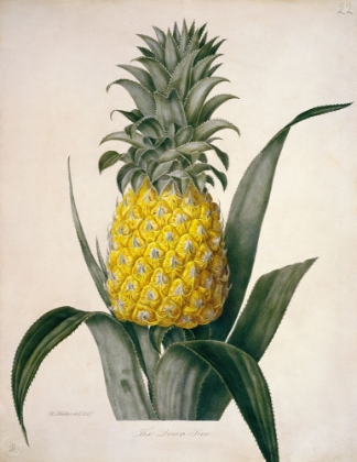 Picture of THE QUEEN PINEAPPLE