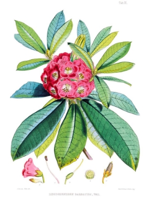 Picture of RHODEDENDRUM BARBATUM