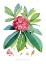 Picture of RHODEDENDRUM BARBATUM