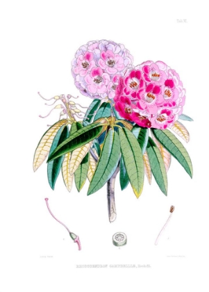 Picture of RHODEDENDRUM CAMPBELLIAE