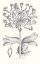 Picture of DELICATE AMARYLIS