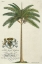 Picture of KING PALM
