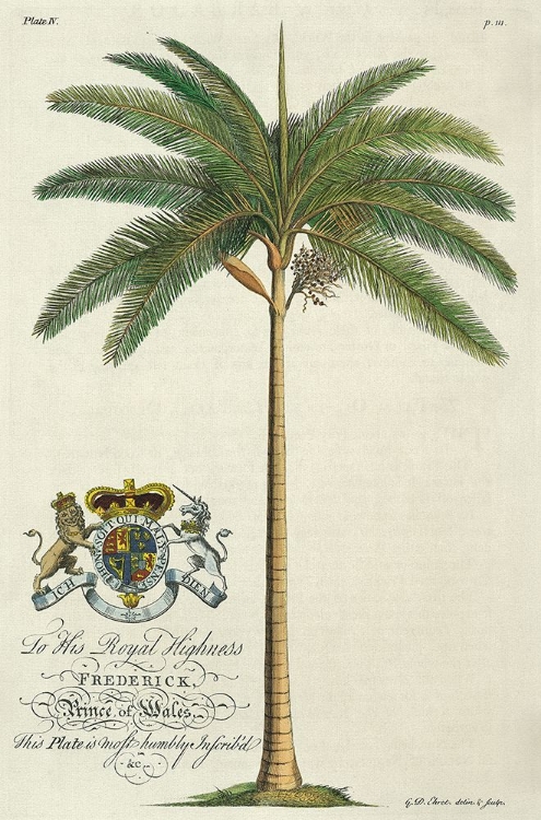 Picture of KING PALM