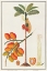Picture of PENANG BETLE NUT TREE