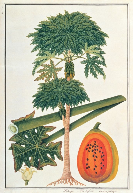 Picture of PAPAU OR CAICA PAPAYA