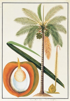 Picture of KELAPA OR COCONUT PALM