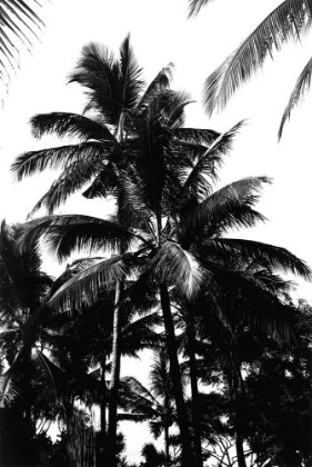 Picture of SEPIA PALM 1