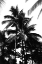 Picture of SEPIA PALM 1