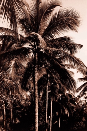 Picture of SEPIA PALM 2