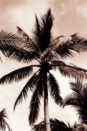 Picture of SEPIA PALM 3