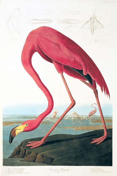 Picture of AMERICAN FLAMINGO