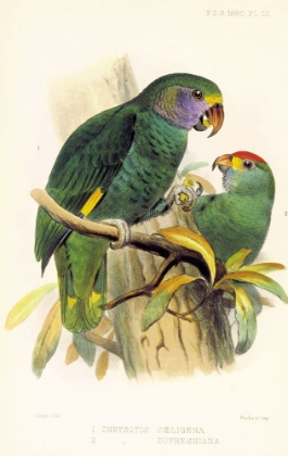 Picture of JOSEPH SMIT PARROTS PLATE 9