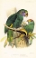 Picture of JOSEPH SMIT PARROTS PLATE 9